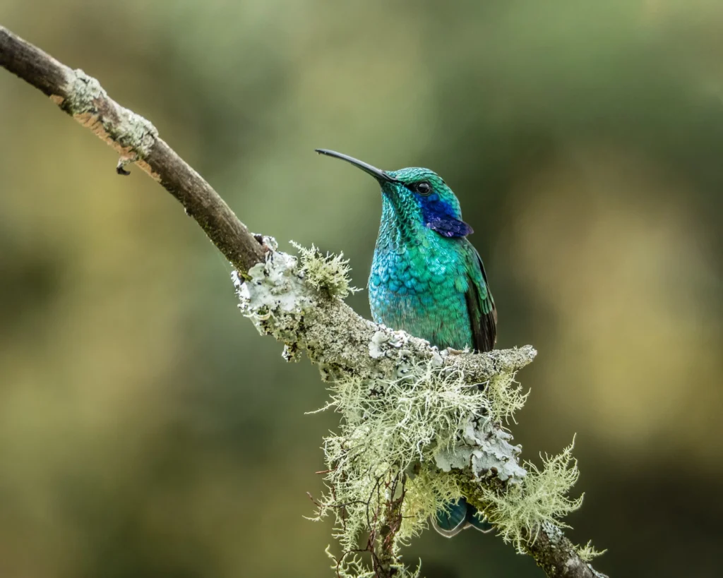 Colorful tropical bird perched in Costa Rica cloud forest