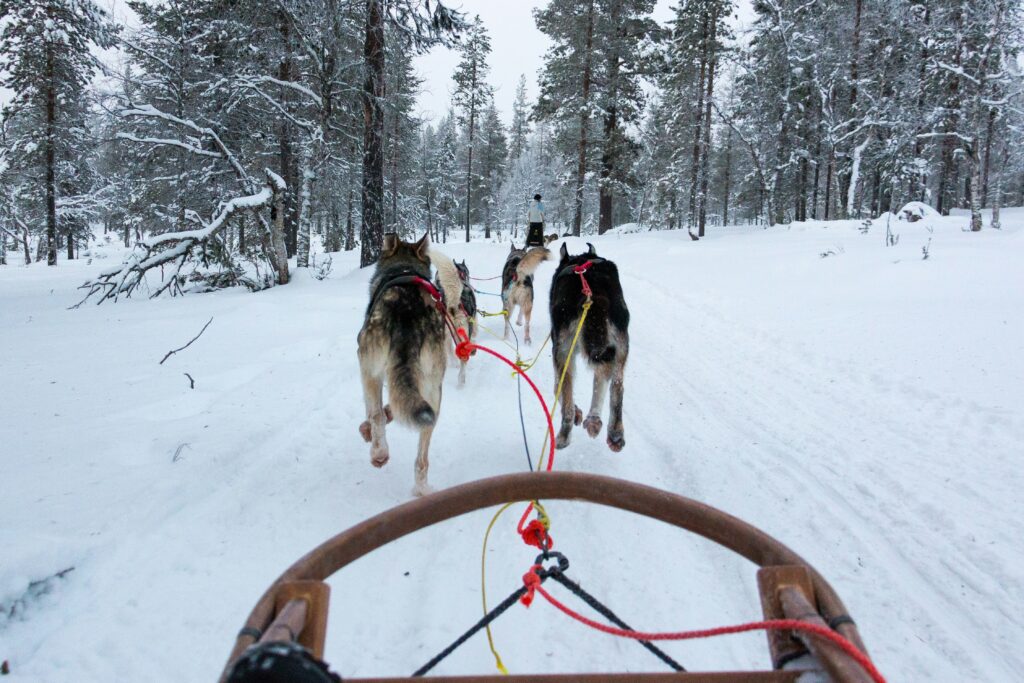 Musher’s-eye view of a husky sled team running through a snowy forest on a Nordic winter vacation